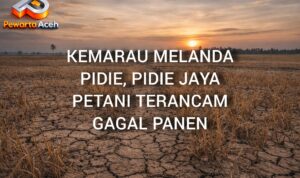 Kemarau Panjang Hantam Pidie–Pidie Jaya, Petani Resah Hadapi Ancaman Gagal Panen