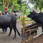 Wujud Kepedulian Insan Pers, M. Nasir Djamil Salurkan Bantuan Sapi Meugang untuk PWI Aceh