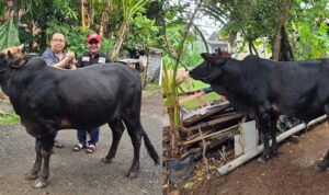 Wujud Kepedulian Insan Pers, M. Nasir Djamil Salurkan Bantuan Sapi Meugang untuk PWI Aceh