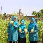 Kisah Tiga Srikandi Aceh: Memetik Manisnya Melon hingga Menjelajah Potensi Tempe Koro
