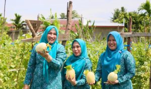 Kisah Tiga Srikandi Aceh: Memetik Manisnya Melon hingga Menjelajah Potensi Tempe Koro
