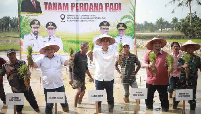 Sekda Aceh Pimpin Tanam Padi Perdana Pascabencana di Aceh Tamiang