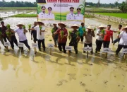 Pemerintah Aceh Pacu Pemulihan 57 Ribu Hektare Sawah Terdampak Bencana